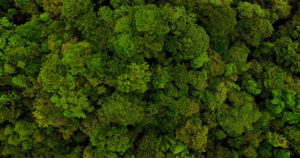 Klima International, Carnegie Institute Andes-Amazon Forest Monitoring